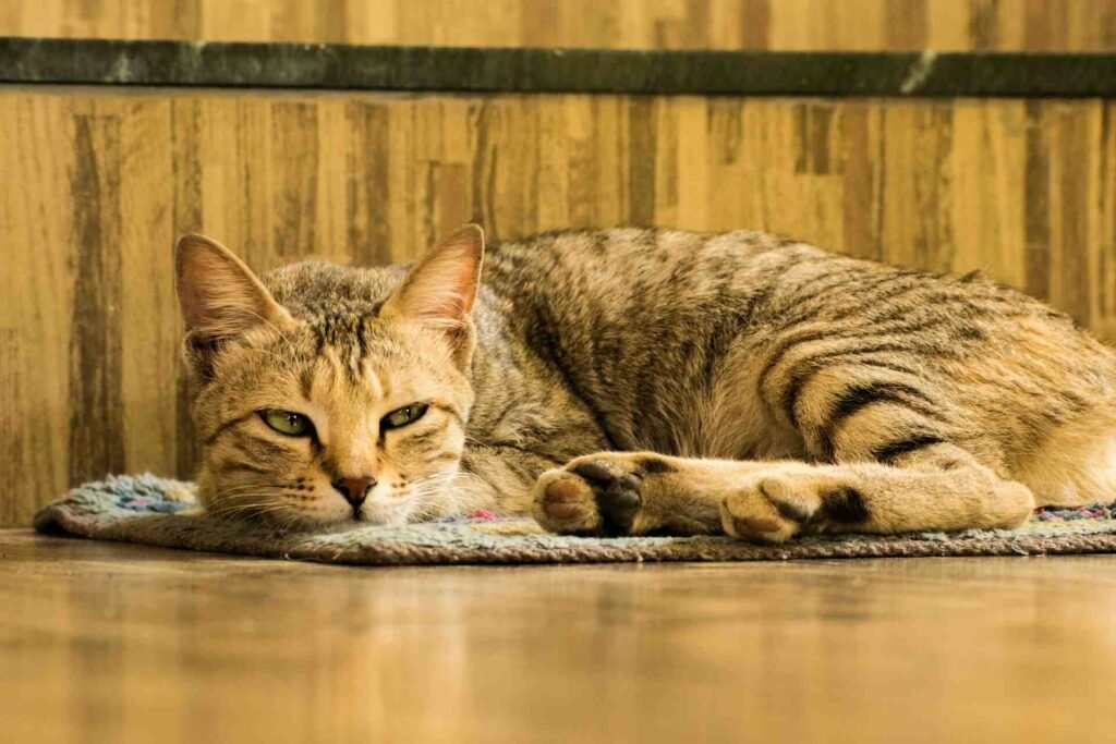 A bored cat laying on the floor.