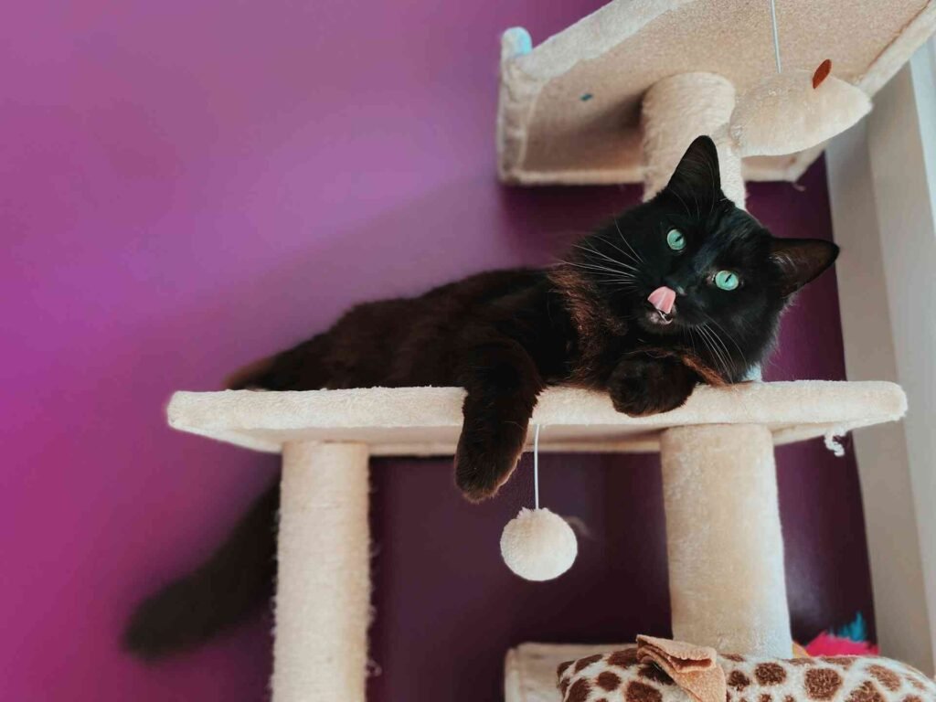 A black cat on a cat tree.
