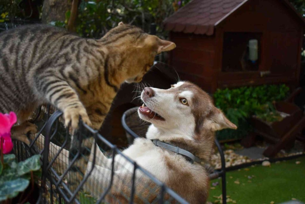 A cat on top of a fence looking at a dog close to it.
