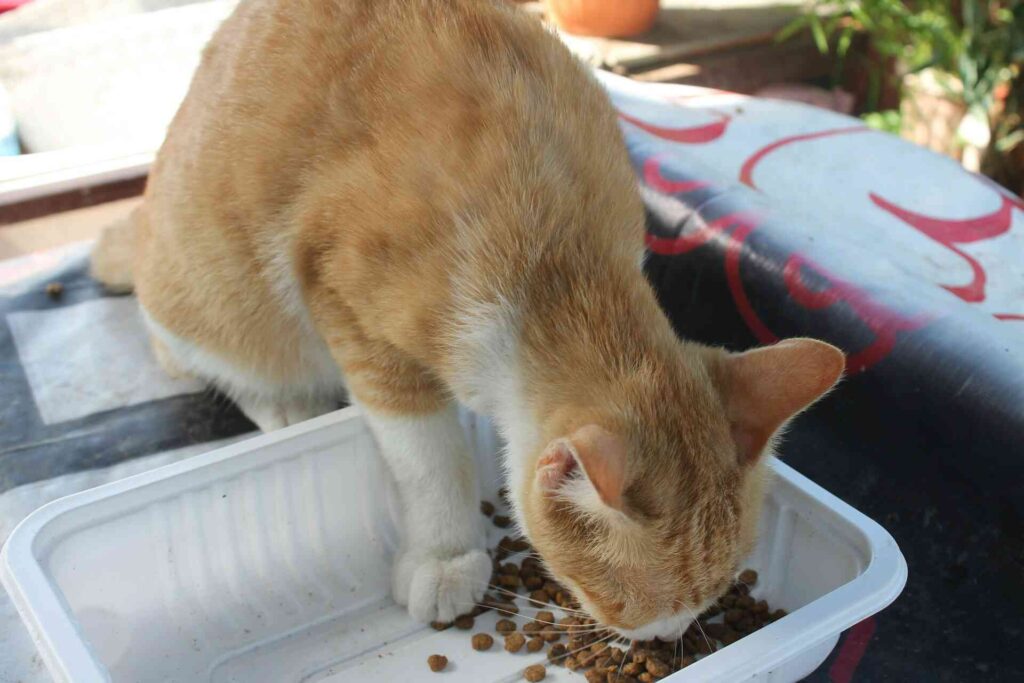 A cat eating food out of a white container.
