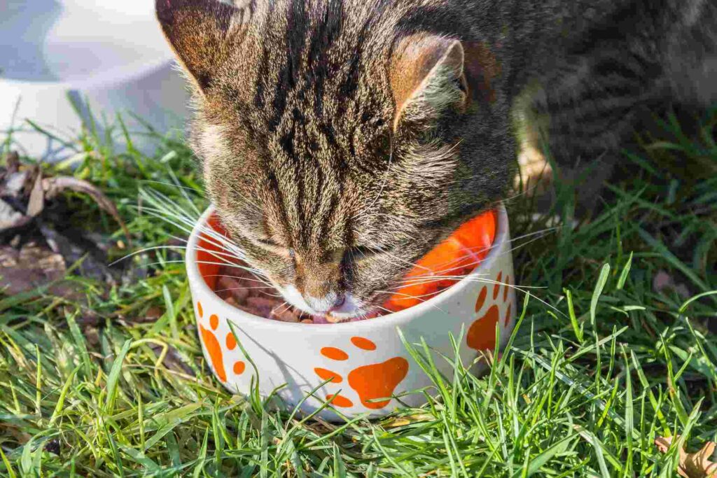 A cat eating out of a bowl outdoor.