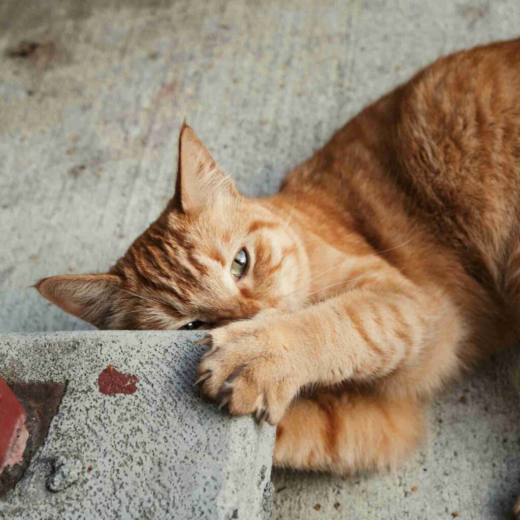 A cat lying on its back with claws out.