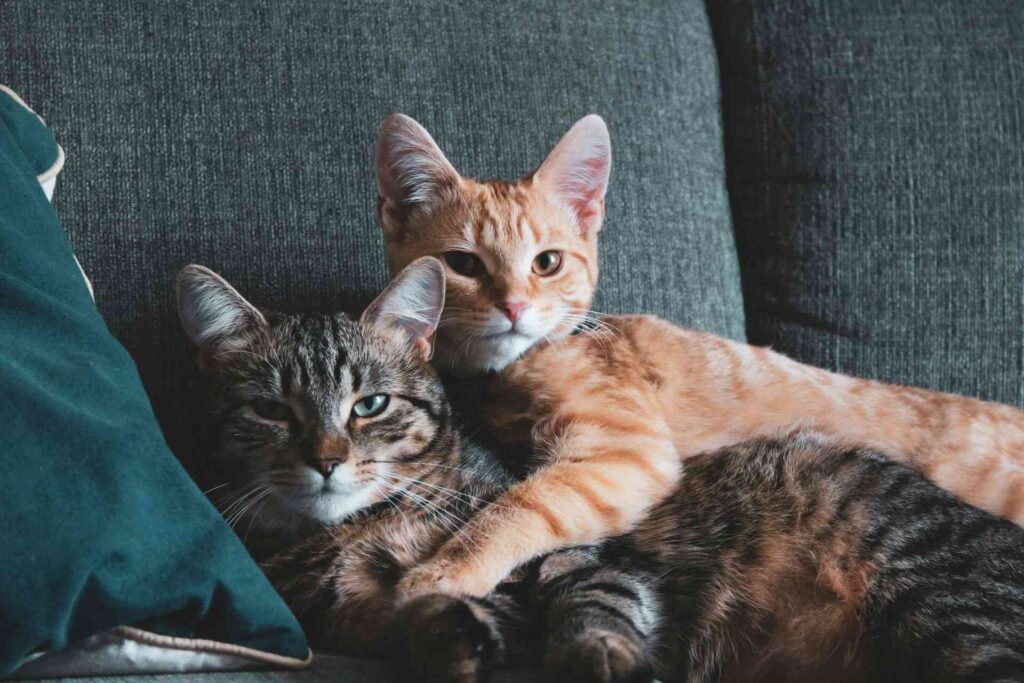 2 cats lying on a couch on top of each other.