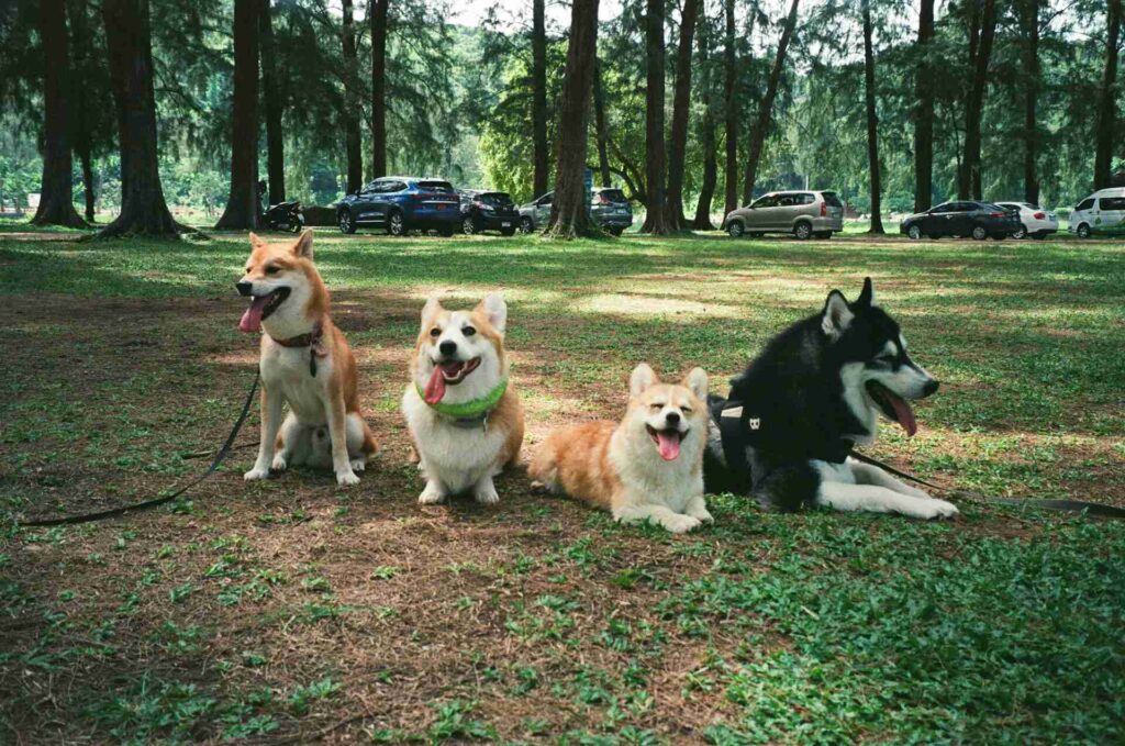 A group of dogs sitting in a grassy field.