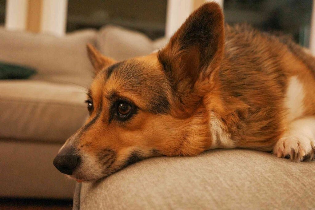 A dog laying on a couch with eyes wide open.