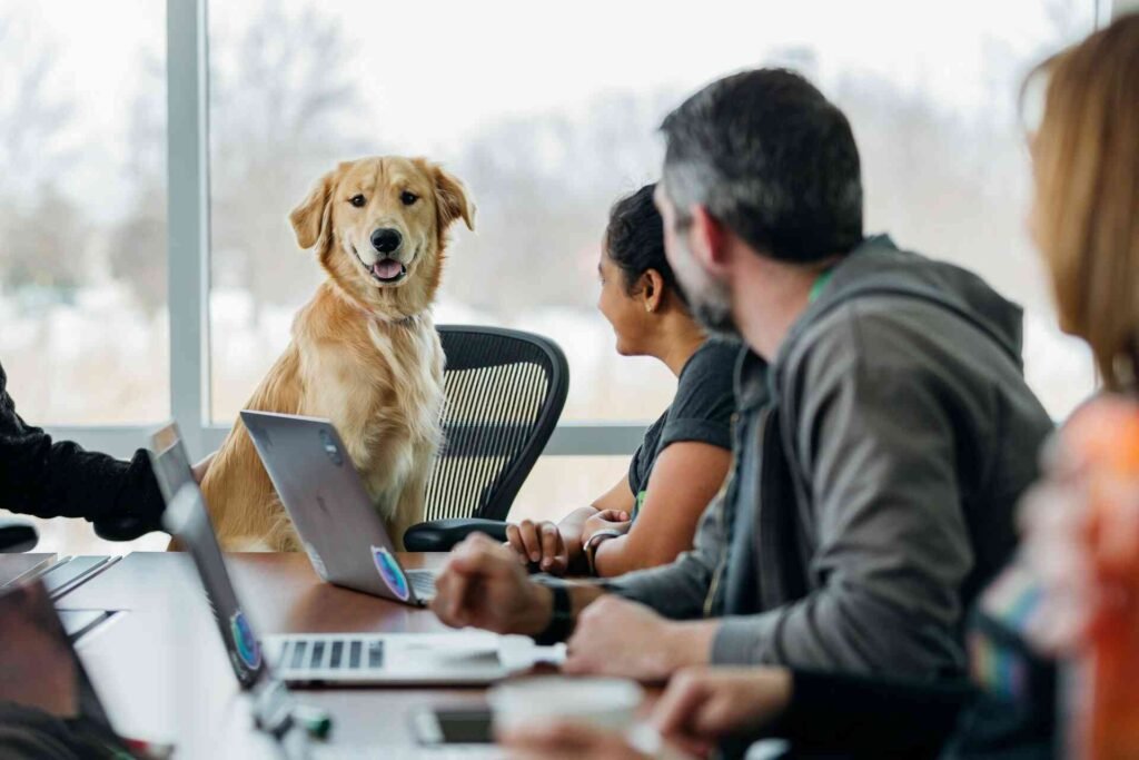A dog sitting on a chair next to people with laptops looking at the dog.
