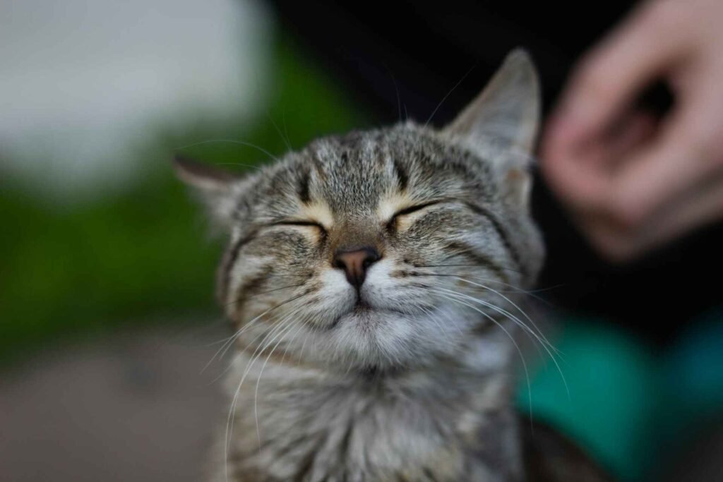 A happy cat with its eyes closed and a blurry hand in the background.
