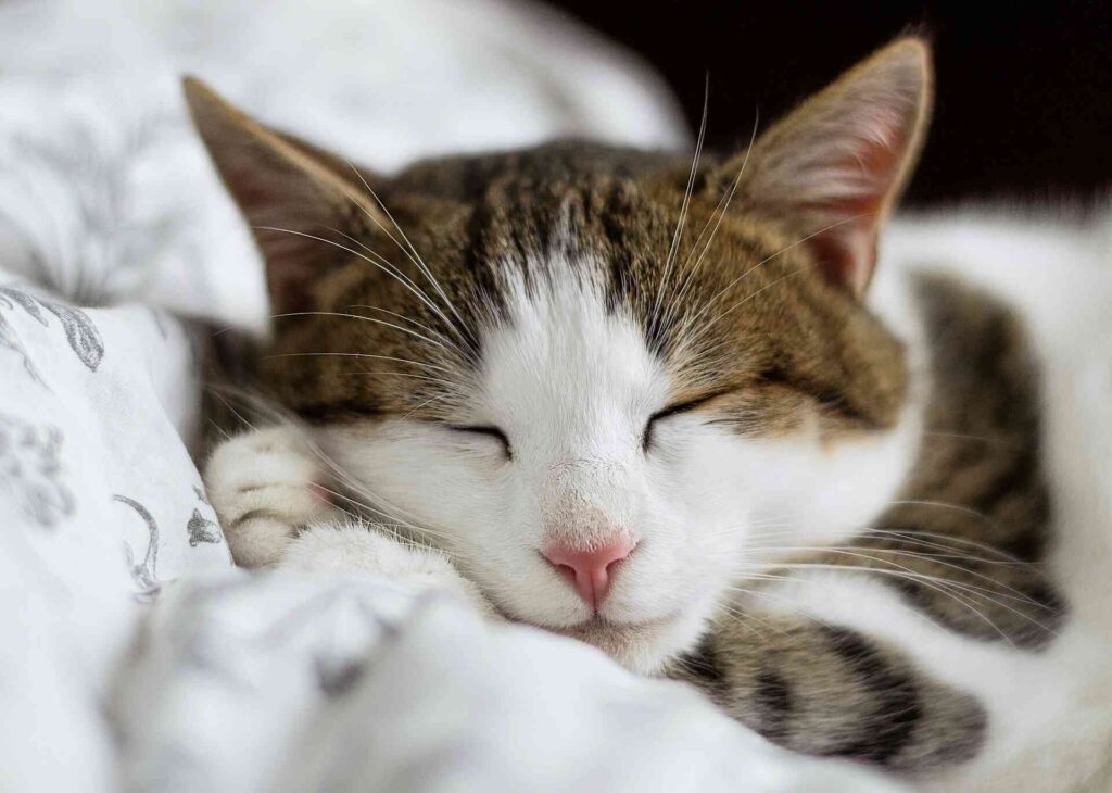 A happy cat sleeping on a white bed cover.