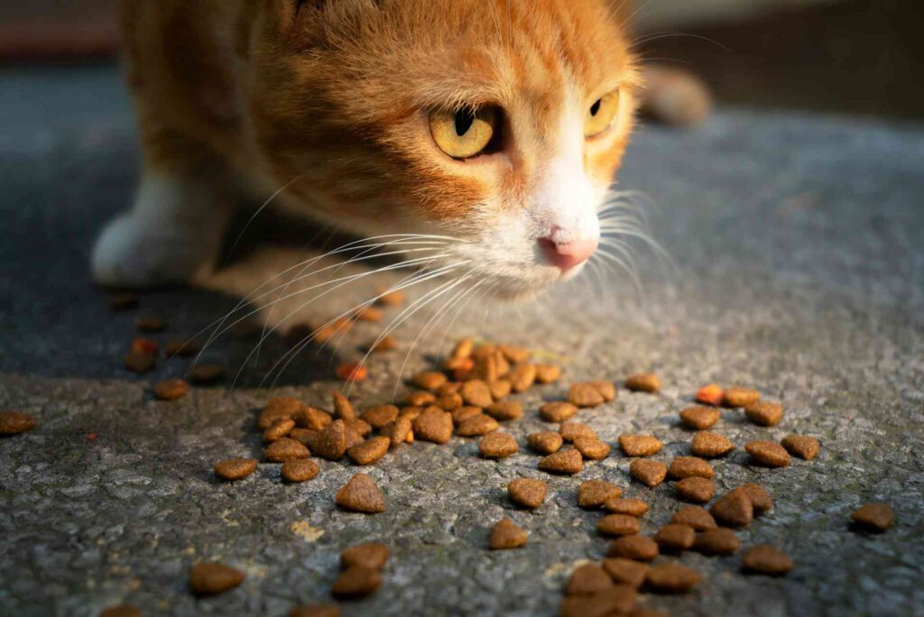 An orange and white cat with food on a table in front of it.