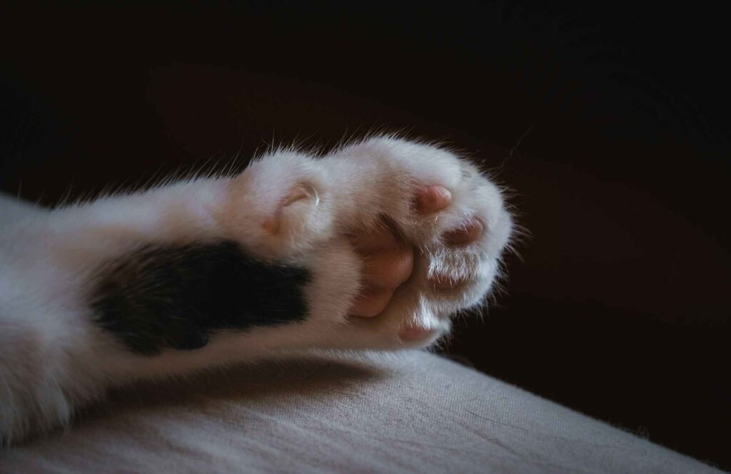 A paw of a white and black cat.