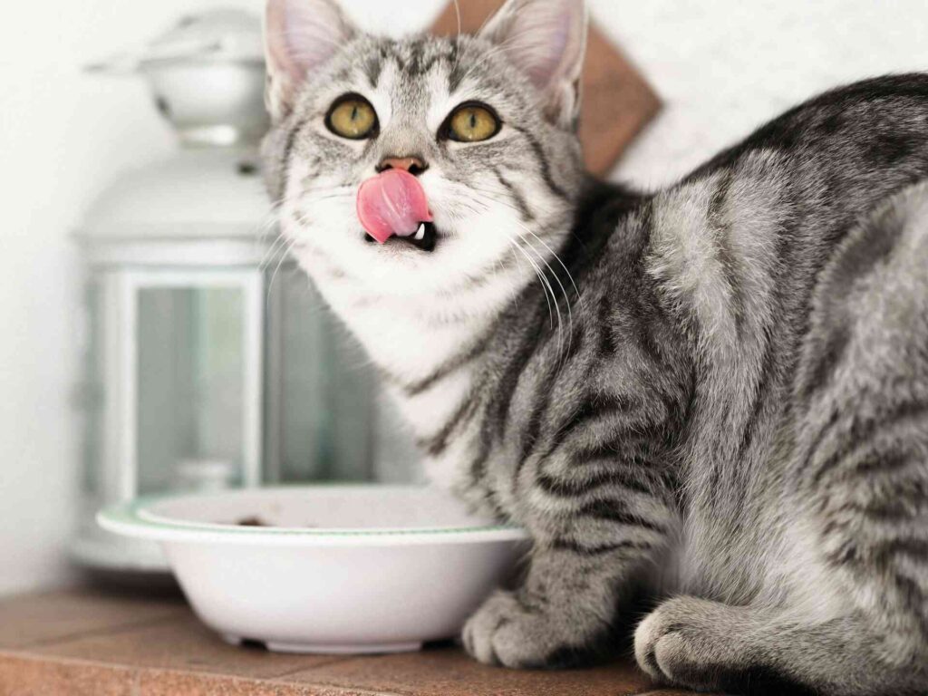 A silver tabby cat eating out of a white ceramic bowl.
