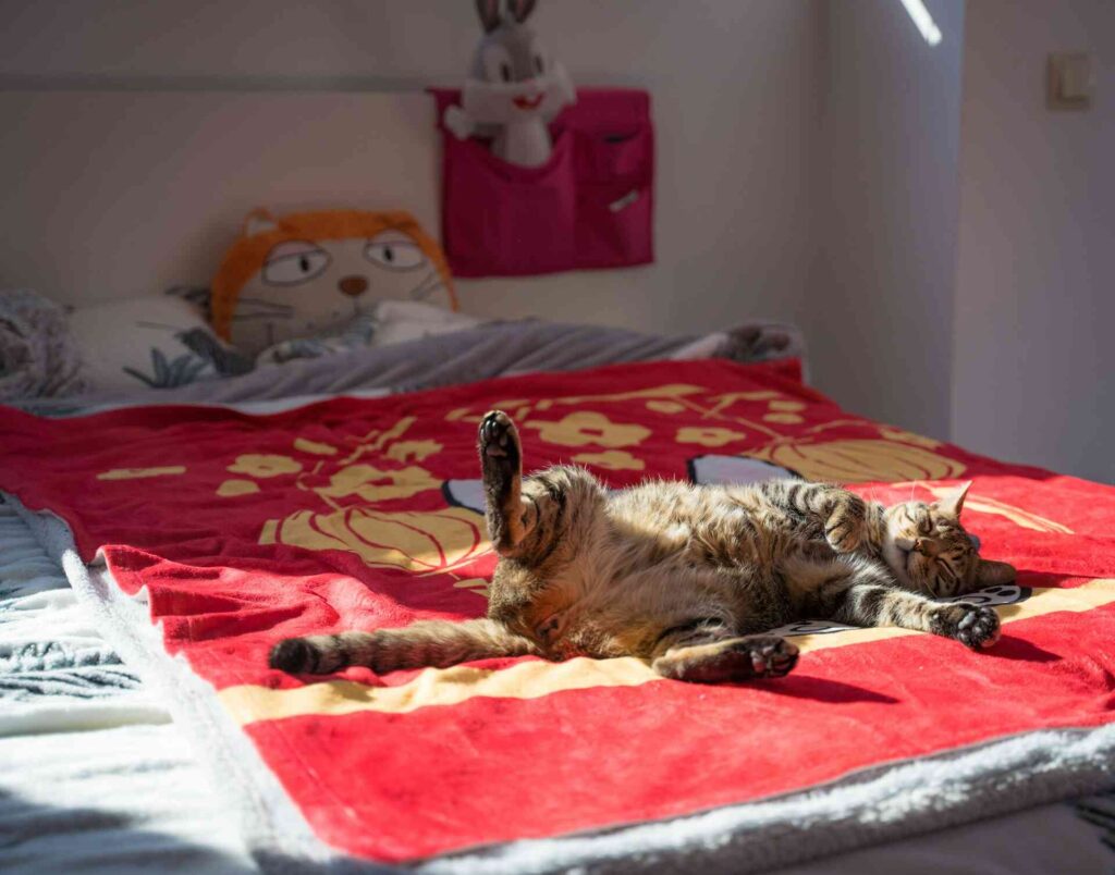 A tabby cat lying on a red bed spreading its legs.