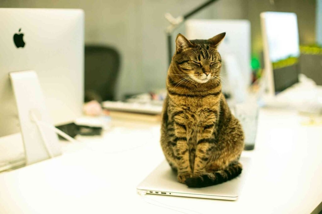 A brown tabby sitting on a laptop.